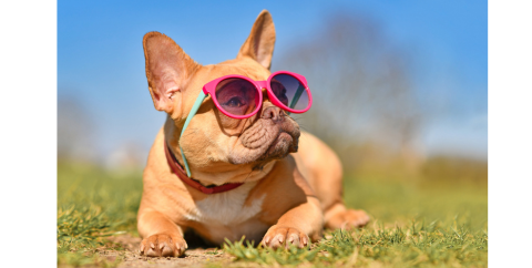 dog wearing sunglasses